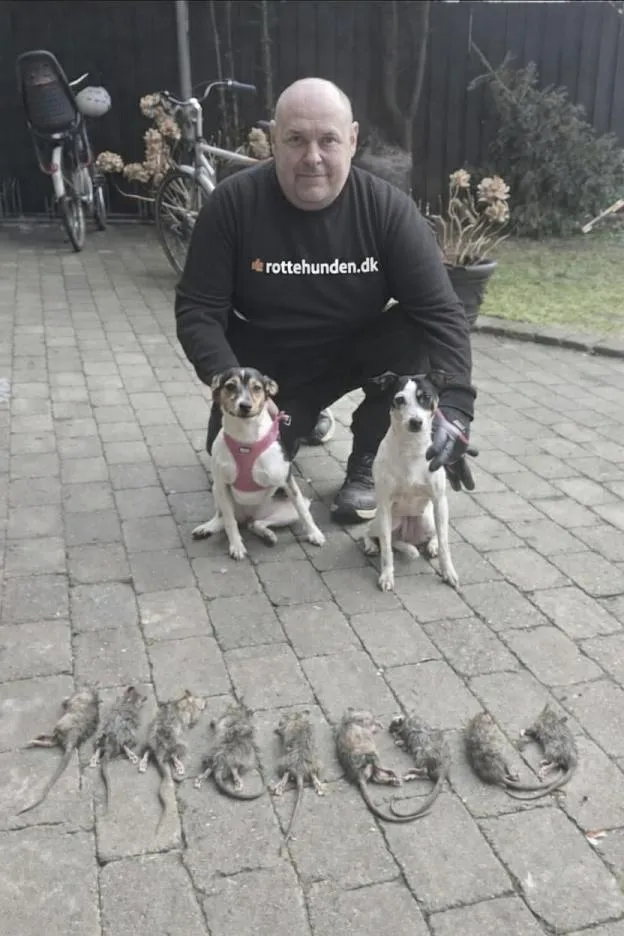 Hundefører med to rottehunde og dagens fangst af rotter