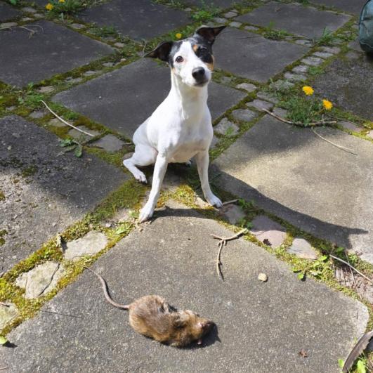 Sally i felten